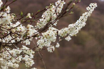 branch of apple blossom