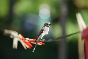 Female red backed shrike