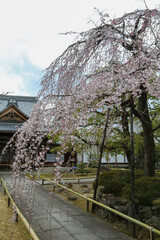 Fototapeta na wymiar 上品蓮台寺の枝垂れ桜