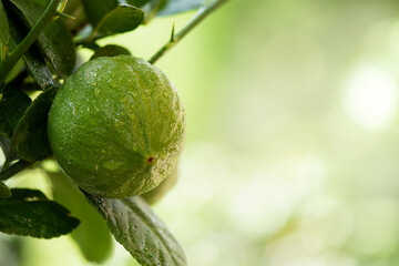 Citrus Lime fruit on nature background.