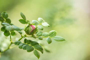 Roxburghii plena rose on nature background.