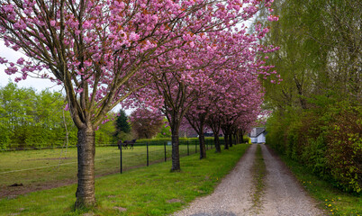 Naklejka premium blooming tree in spring