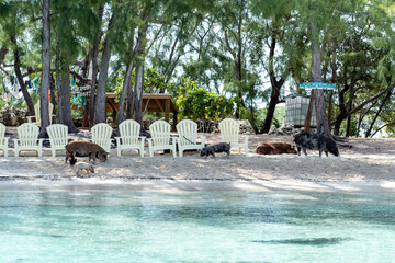 Pigs on the pig island in the Bahamas