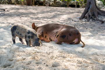 Pigs on the pig island in the Bahamas