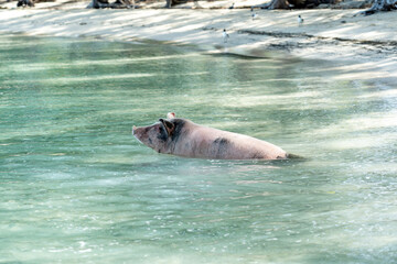 Swimming pig in the Bahamas