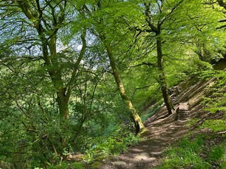 forest, path, nature, road, tree, trees, green,  nature, grass, trees, spring, landscape, park, sky, summer, forest, meadow, field, garden, blue, plant, sunny, outdoor, sun, countryside, rural, outdoo