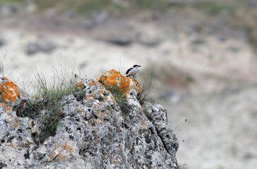 Little bird (Oenanthe oenanthe) on the rocks
