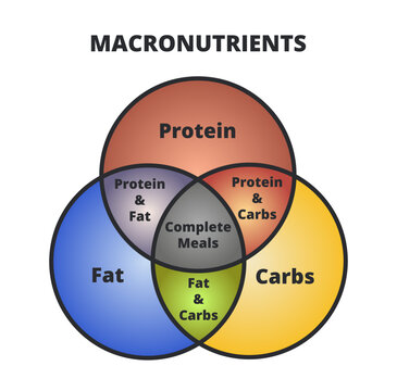 Vector diagram of macronutrients – protein, fat, and carbs or carbohydrates in three circles. The intersection of three sets. Dieting and healthy eating. Macro cheat sheet isolated on white background
