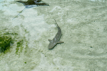 Young shark swimming in the aquarium pool