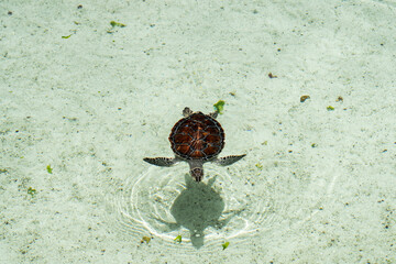 Turtle swimming in the aquarium pool