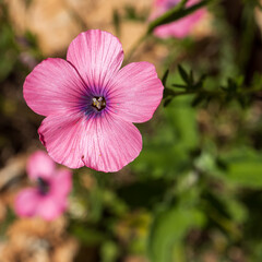 Pink flowers of Linum pubescens, the hairy pink flax in a wild. Herbaceous flowering plant in the genus Linum native to the east Mediterranean region. The plant is annual blooms in the spring
