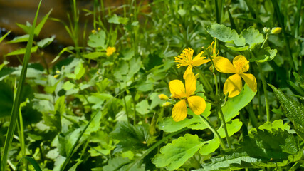 Jaskółcze ziele - Glistnik: nadrzeczne zarośla