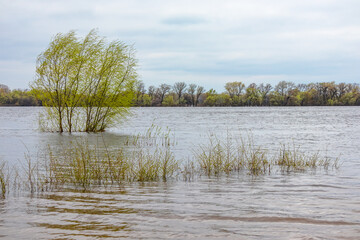 River bank and floodplain with trees and grass flooded. Wide river on a cloudy spring day