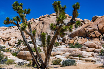 Joshua Tree National Park in Springtime