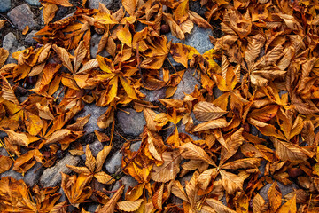 Chestnut tree leaves in autumn on stone ground