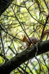 squirrel on a tree