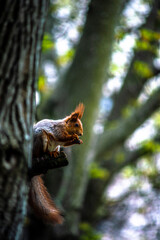 squirrel on tree