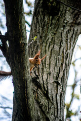 squirrel on a tree