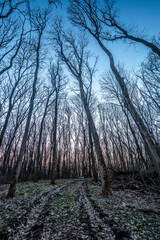 Obraz premium footpath in the woods Forest in the night . Night landscape. Nightsky and clouds . Stars in the sky . Lights of the moon . Evening forest . Landscapes of Ukraine . Night and morning time 