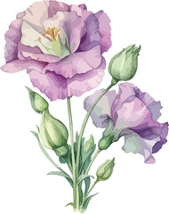 Eustoma flower clipart, isolated vector illustration.