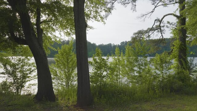 footage of a gorgeous spring landscape at Proctor Landing Park at sunset with rippling water surrounded by lush green trees and plants at Lake Acworth in Acworth Georgia USA