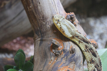 Puffotter / Puff adder / Bitis arietans