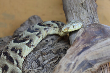 Puffotter / Puff adder / Bitis arietans