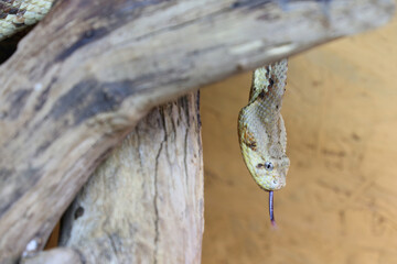Puffotter / Puff adder / Bitis arietans
