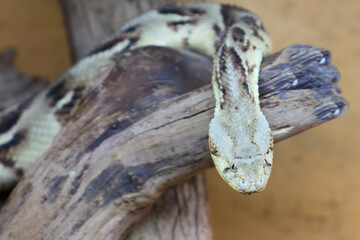Puffotter / Puff adder / Bitis arietans