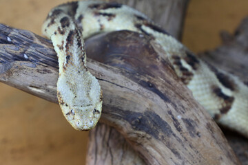 Puffotter / Puff adder / Bitis arietans