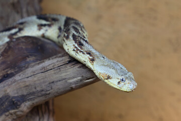 Puffotter / Puff adder / Bitis arietans