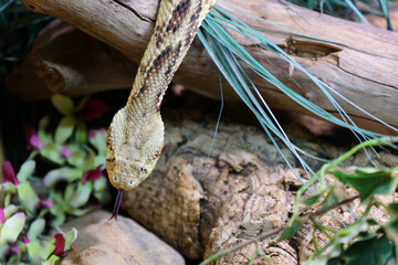 Puffotter / Puff adder / Bitis arietans