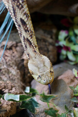 Puffotter / Puff adder / Bitis arietans