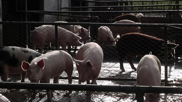 Pigs at Corral in a Pig Farm. 