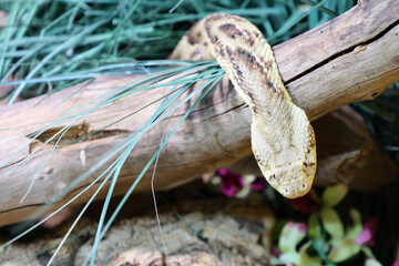 Puffotter / Puff adder / Bitis arietans