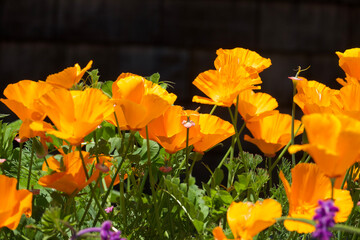 bright orange California poppies in full sun