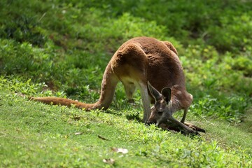 草を食べるアカカンガルー