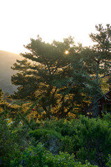 Obraz premium moody morning in the pine forest