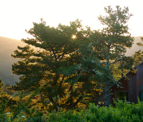 moody morning light in the forest