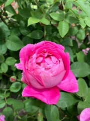 Garden rose