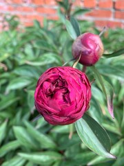 Peony 