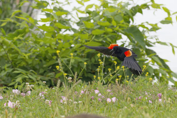 Red-winged blackbird. Agelaius phoeniceus