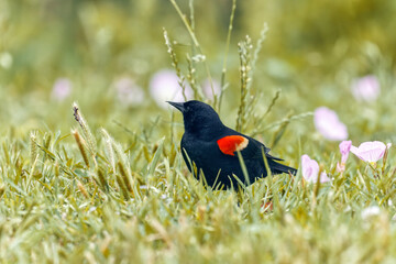 Red-winged blackbird. Agelaius phoeniceus
