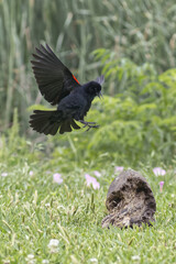 Red-winged blackbird. Agelaius phoeniceus