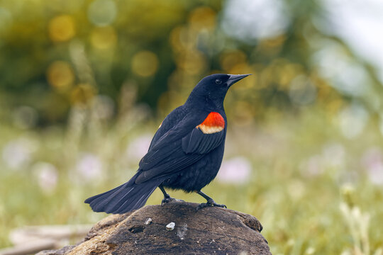 Red-winged blackbird. Agelaius phoeniceus