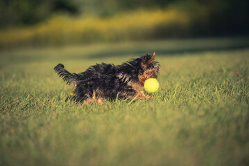 A little Yorkshire terrier playing with tennis ball on the lawn