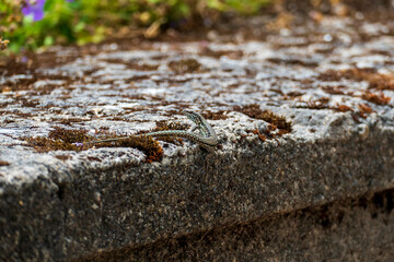 eidechse, Podarcis siculus coeruleus sitzt gut getarnt auf einer Mauer