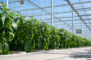 Dutch organic greenhouse farm with rows of eggplants plants with ripe violet vegetables and purple flowers