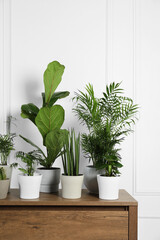 Plakat Many different houseplants in pots on wooden table near white wall