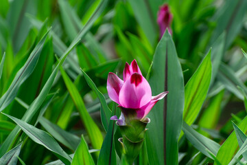 Turmeric, Curcuma longa flowering plant of ginger family, decorative or ornamental flower growing in Dutch greenhouse